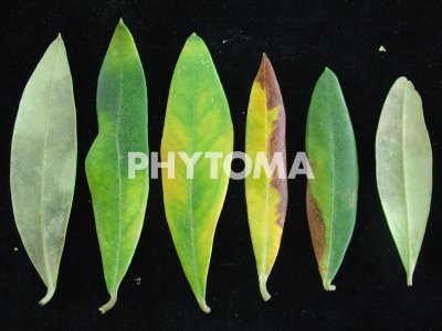 Spilocaea oleagina